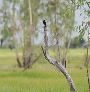 黑鹰鸟坐树上的树枝上图片