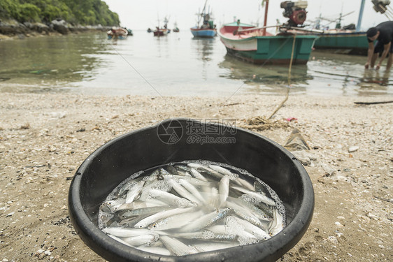 来自大海的鱼,泰国的海滩上图片