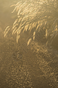 草与日落,图像过滤复古背景图片