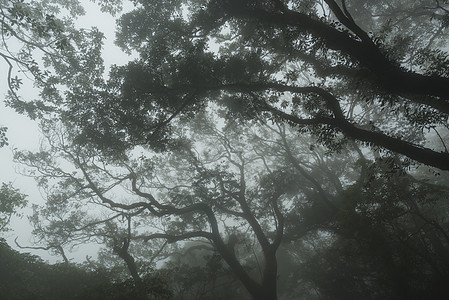 台湾自然小径台湾台北阳明山公园雾雨秋图片