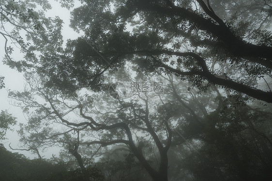 台湾自然小径台湾台北阳明山公园雾雨秋图片