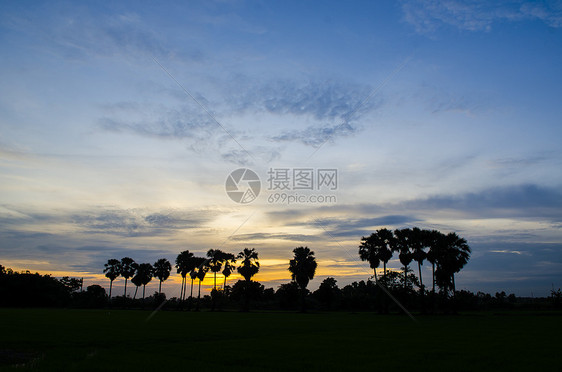 美丽的日落背景上的棕榈树图片