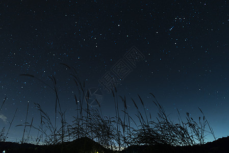 夜空背景上草的剪影图片