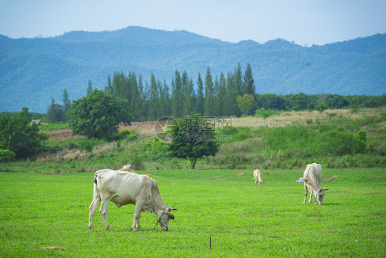 农场景观中的牛图片