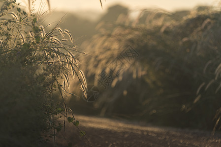 草与日落,图像过滤复古背景图片