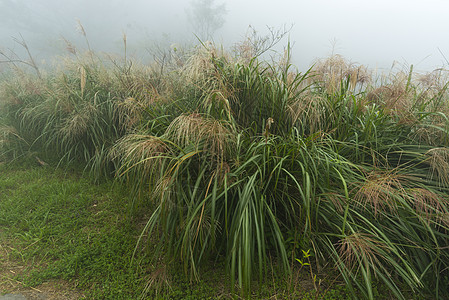 台湾自然小径台湾台北阳明山公园雾雨秋图片