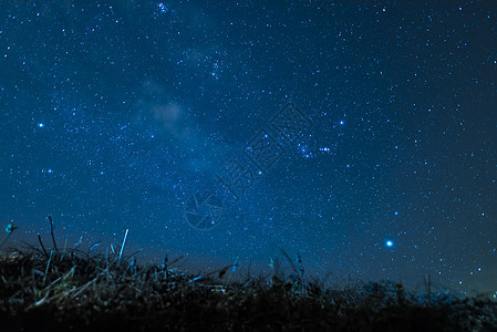 夜空背景上草的剪影图片