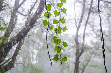 热带雨林中的植物图片