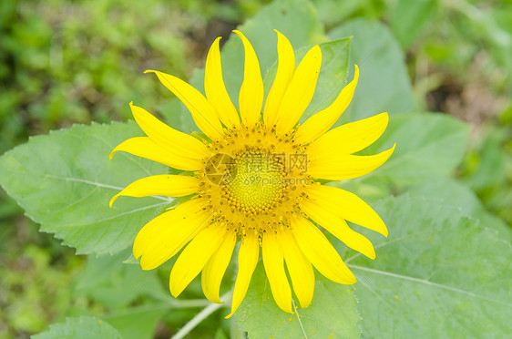 向日葵,葵花sunflower的名词复数图片