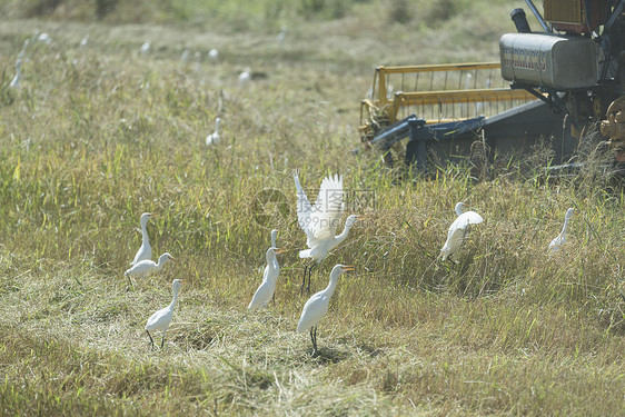 泰国农场工人用拖拉机收割水稻图片
