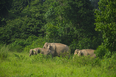 泰国奎布里公园热带森林中的亚洲野生大象图片