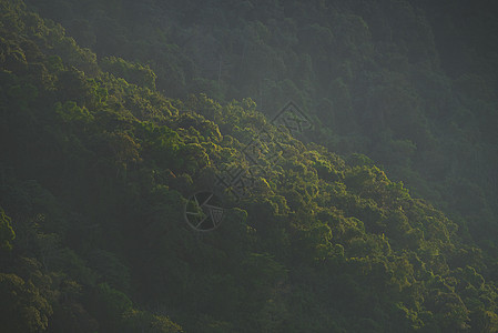 干热带常绿森林景观景观图片