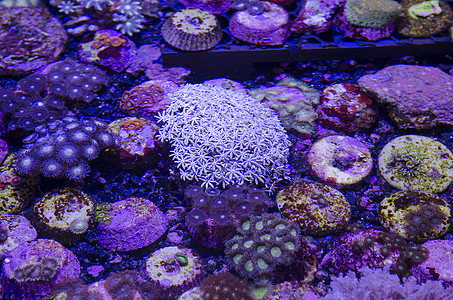水下幻想珊瑚图片