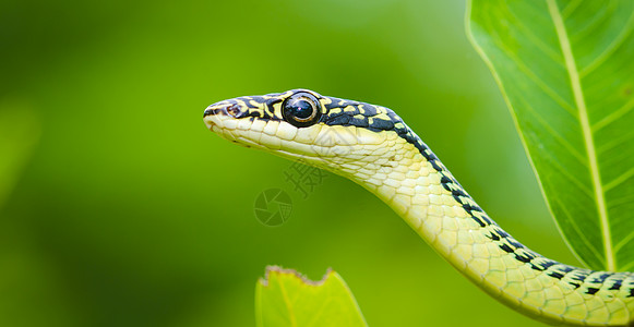 泰国热带森林树上绿色曼巴蛇的特写图片