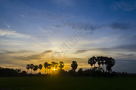美丽的日落背景上的棕榈树高清图片