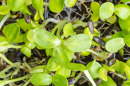 土壤中生长的绿色幼苗的特写图片