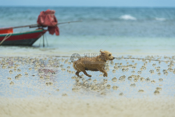 海滩上的狗图片