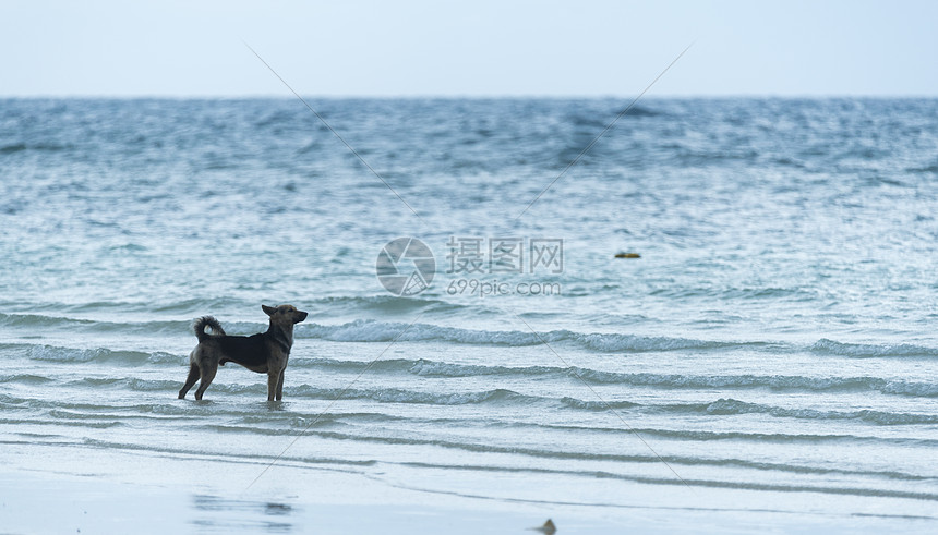 海滩上的狗图片