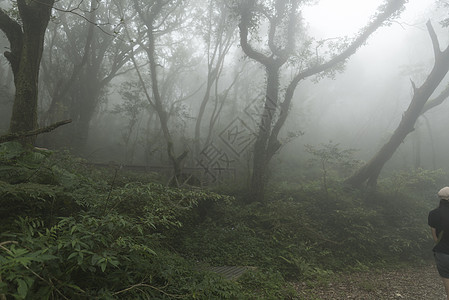 台湾自然小径台湾台北阳明山公园雾雨秋图片