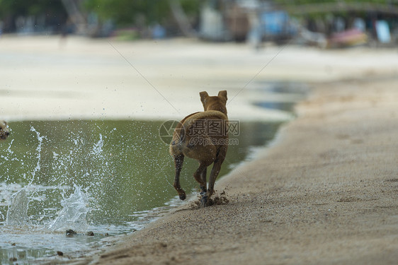 狗海滩上玩图片