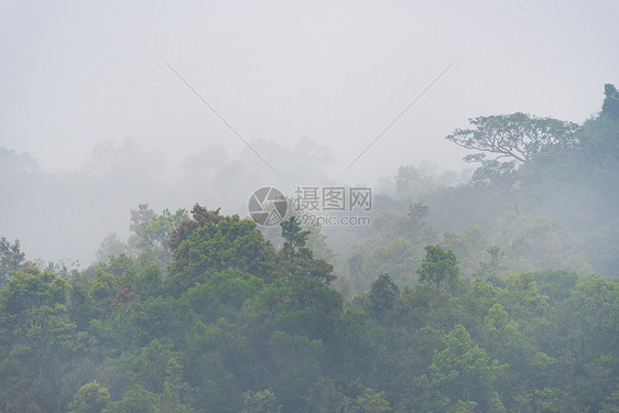 泰国北海公园热带森林景观图片