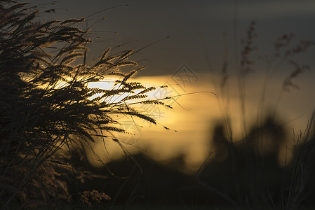 草与日落,图像过滤复古背景图片