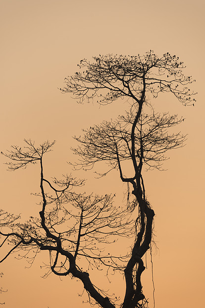 大自然中的树木日落图片