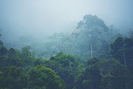 热带树木的天然森林,阳光透过雾创造了的森林山坡低洼图片