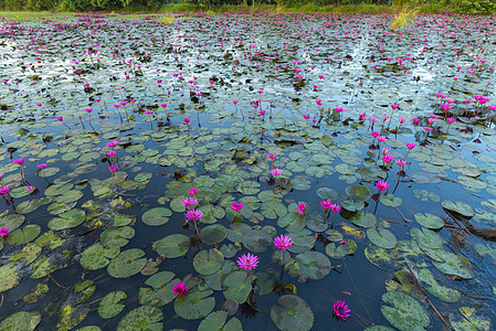 莲花湖图片