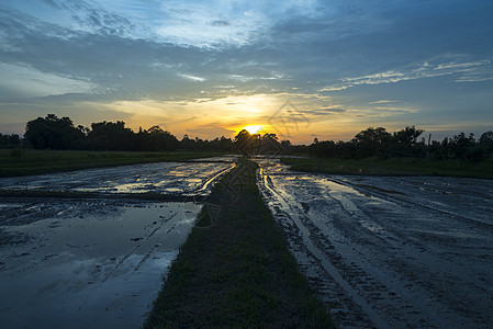稻田上的日落倒影图片