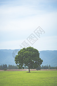 橡树新叶生长早春独自站田野里图片