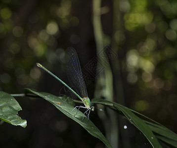 热带森林中的昆虫高清图片