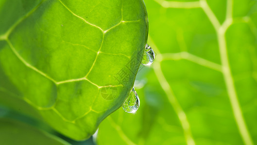 蔬菜绿叶上的水滴图片