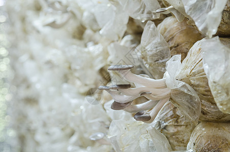 泰国农场白黑杨机蘑菇Agrocobe圆筒状蘑菇图片
