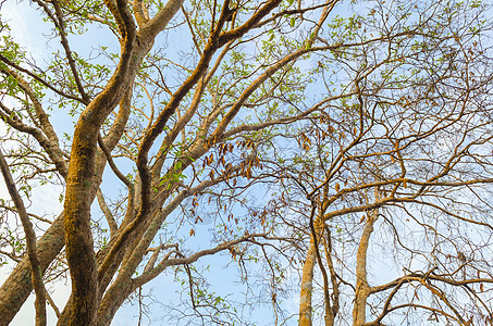 绿树树冠背景图片