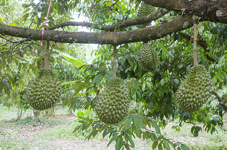 新鲜榴莲其热带果园的树上,泰国图片