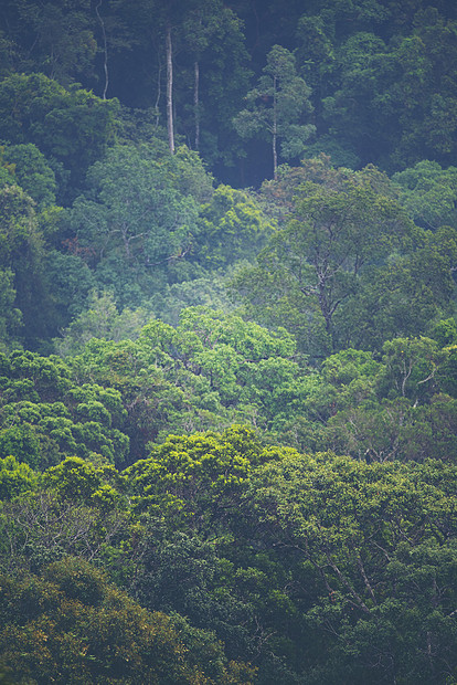 热带树木的天然森林,阳光透过雾创造了的泰国北海公园热带森林景观泰国北海公园热带森林景观图片