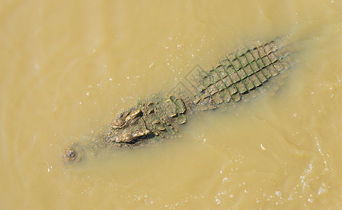 鳄鱼顶部漂浮水上图片