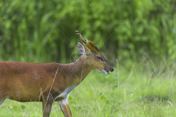 绿色背景的吠鹿,泰国Khaoyai公园图片