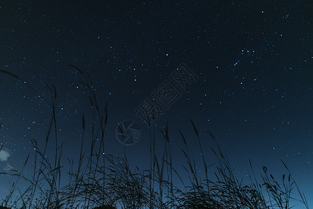 夜空背景上草的剪影图片