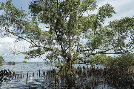 泰国沼泽森林图片