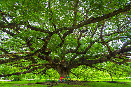 泰国的棵大树背景图片