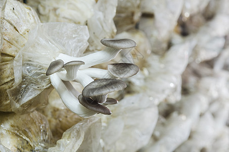 泰国农场白黑杨机蘑菇Agrocobe圆筒状蘑菇背景图片