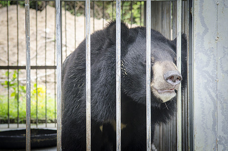 亚洲黑熊熊笼子里抽象用图片