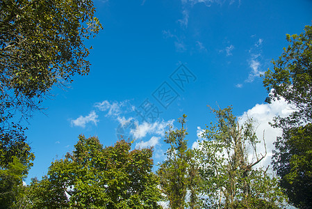 树冠覆盖蓝天图片