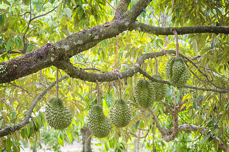 新鲜榴莲其热带果园的树上,图片