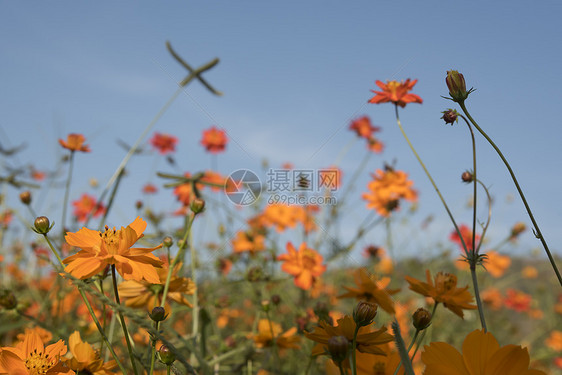 日出时的花图片