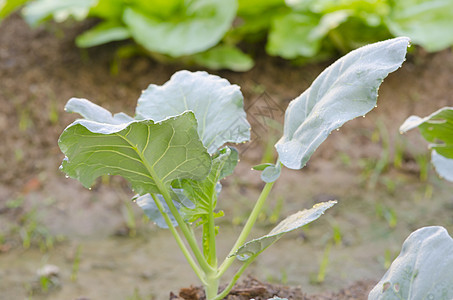 雨后新鲜的绿色生菜特写图片