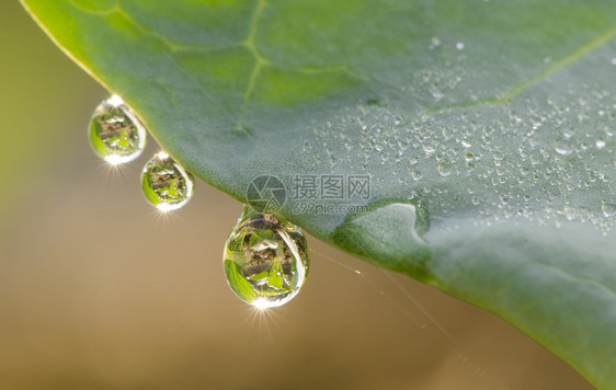 蔬菜绿叶上的水滴图片