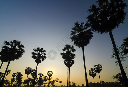 日落时热带森林中的棕榈图片